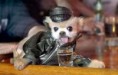/album/fotos/honden-13-jpg/